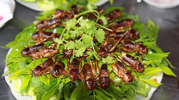 các quán ăn côn trùng ở Sài Gòn